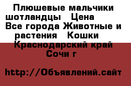 Плюшевые мальчики шотландцы › Цена ­ 500 - Все города Животные и растения » Кошки   . Краснодарский край,Сочи г.